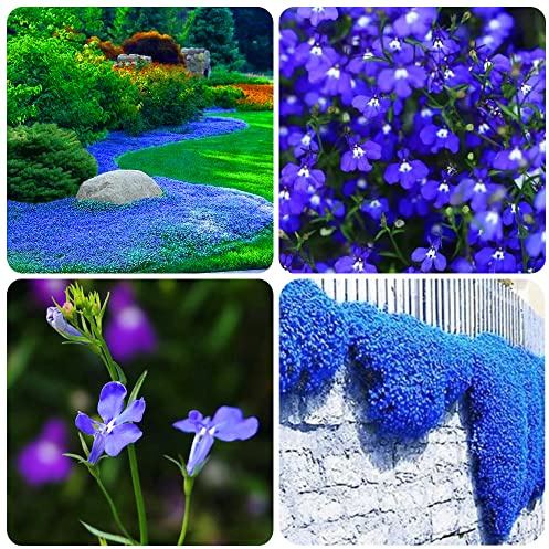1000+ Blue Creeping Thyme Seeds for Planting, Dwarf Ground Cover Plants Easy to Plant and Grow, for Rocks and Lawns