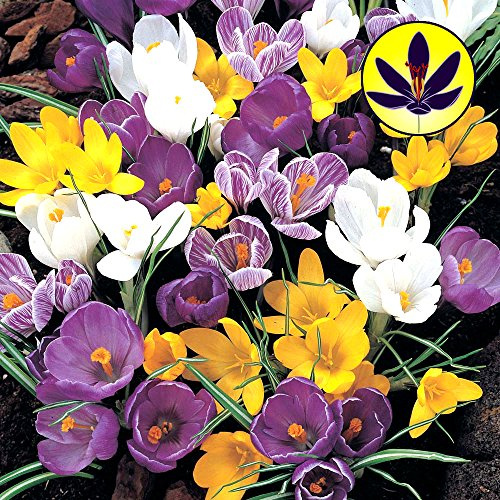 Gardeners Dream Krokusse Blumenzwiebeln Mehrjährig Winterhart Mix (25 Stk.) - Krokus Zwiebeln zum Pflanzen - Blau, Lila, Gestreift, Weiß & Gelb - Blumenzwiebeln Frühblüher Mix für Draußen
