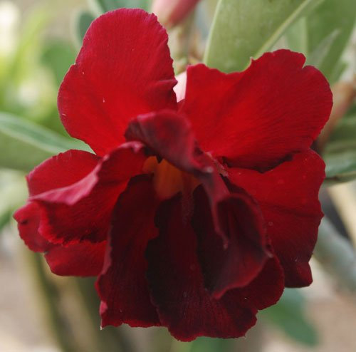20 graines fraîches Adenium obesum Desert Roses Rare www Double-Rouge-Reine-nous