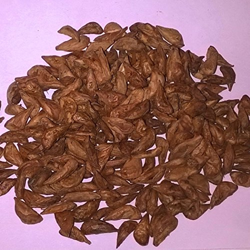 Atlas Cedar, Cedrus Atlantica, Conifer Tree. 25 Seeds.