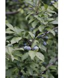 60 Korn Schlehen *Schlehdorn* -Prunus spinosa- Winterhart