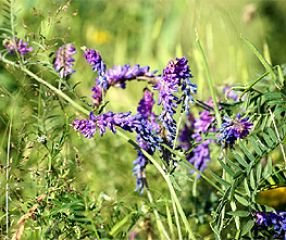 Bodenkur Sommerwicke - einjährige Gründüngung 1Kg