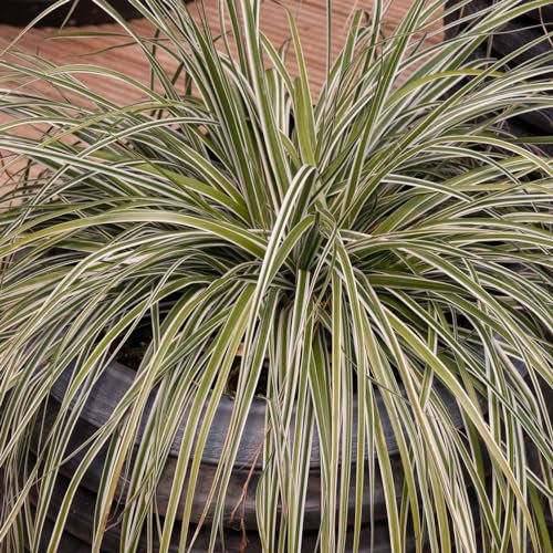Perfect Plants - Ornamental Grass Carex Oshimensis Everest in a 17cm Pot Garden Ready Grass Plants