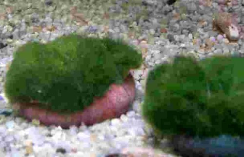 Mühlan Wasserpflanzen 5 Moossteine, Deko im Aquarium, Garnelen, Moos