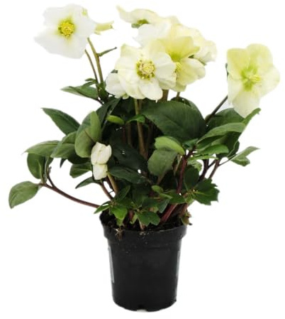 Christrose - Helleborus niger - 9cm Topf