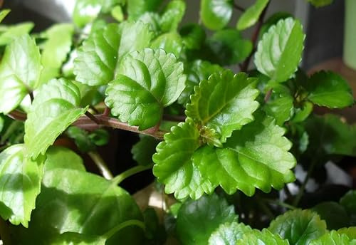 Planta del Dinero Viva en Maceta Planta Natural de Interior | Fácil Cuidado y Gran Belleza Verde