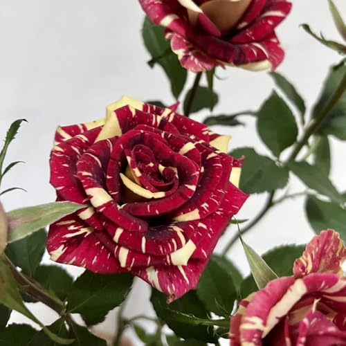 semillas de rosal, semillas de silvestres Decoración de jardín para exteriores arbustos rápido crecimiento exóticas ornamental 250pcs