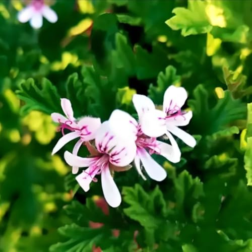 gerani profumati - Pelargonium graveolens - per la cucina con orto di geranio limone semi biologici di selvatici primaverilito selvatiche 225semi