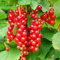 50pcs graines de fruits Sarsaparilla nostrana