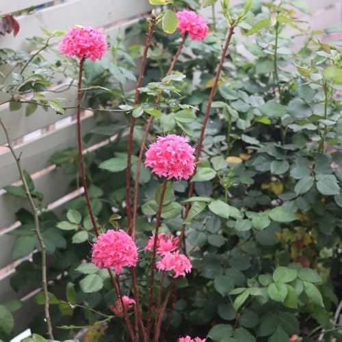 Semi di rododendro e azalea - semi di raro estivi arbusti ornamentali resistenti vecchie varietà serre da balcone resistenti organico esotico 20pcs
