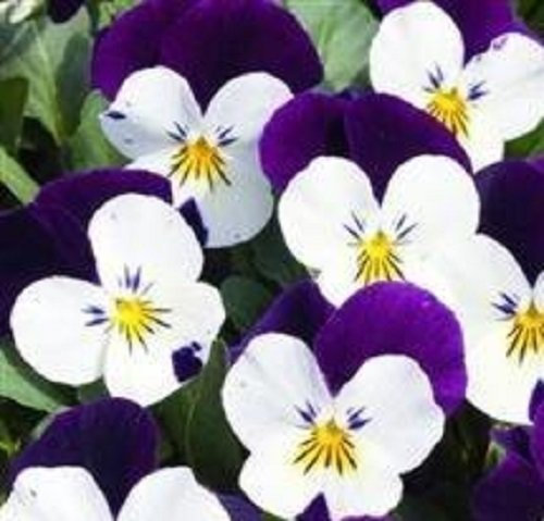 Viola - Penny Bianco Jump Up - 15 Semi