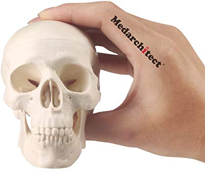 Medarchitect Mini Skull Model Small Size Human Anatomy Skull Model with Moving Jaw and Articulated Mandible for Drawing Cranium Medical Education, Decoration, Art Student Sketching | Palm-size three-part PVC model with visible sutures, foramen and spring-mounted mandible for study or drawing