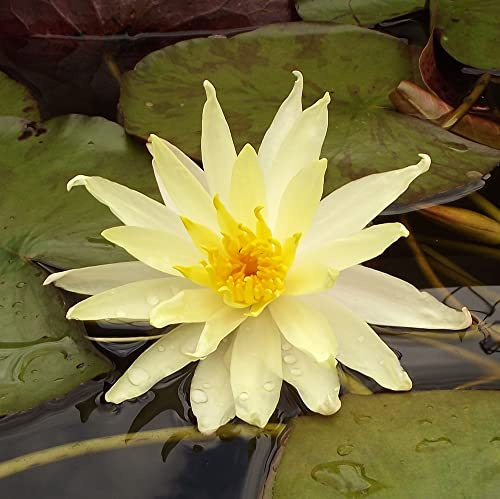 Teichpflanzen Seerosen : Nymphaea Seerose  odoratha sulphurea  winterhart Pflanztiefe bis 150 cm