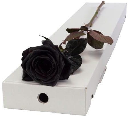 Single Black Rose presented in a Letterbox Friendly Box | Order by 3pm Mon-Fri for Next-Day Service, Name a Rose Gift, No Need To Be In, Silk Bow, Water Vial, Rose Food