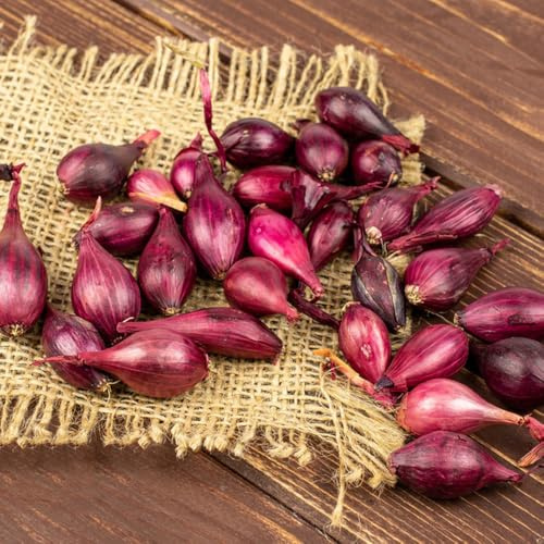 semi di cipolla, cipollotti semi, tradizionali cipolle invernali spezie giardino, idroponiche esotiche biologici 150pcs