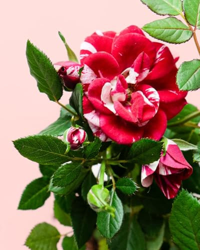 Mini Rosal Variegado | Plantas Naturales | Pur Plant