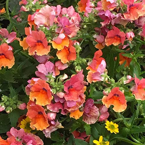 Nemesia Nesia 'Tropical' Summer Plug Plants Pack x6