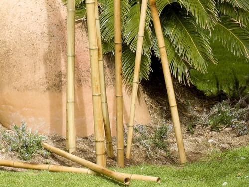 Suinga Set di 4 Canne di bambù decorativi in ​​bambù da 180 cm, 35/40 mm, tutori rotondi in legno, paletti da giardino, separazione
