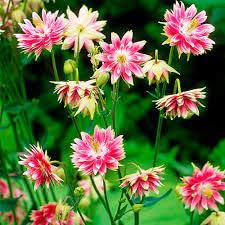 Neue frische 65 Stück Nora Barlow Blumensamen