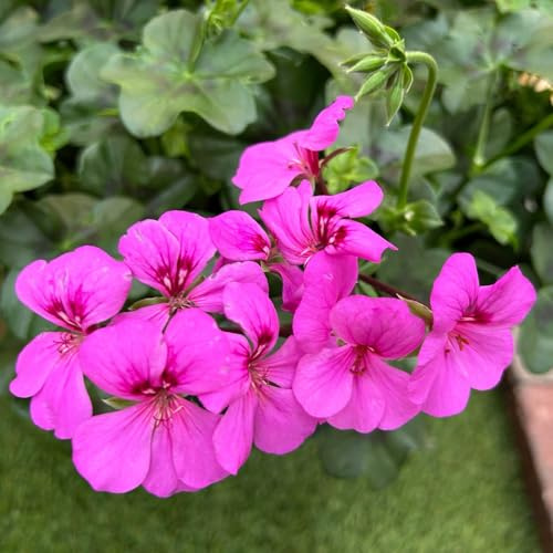 Geranie 'Rainbow Amethyst', violett, hängend, Topf-Ø 13 cm, 6 Pflanzen