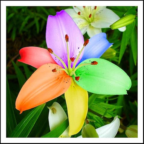 Lilienzwiebeln, Winterhart MehrjäHrig,Blumenzwiebeln,Temperament,Riesenlilien Baumlilien，Frische Luft,Gartenpflanzen-10zwiebeln-E