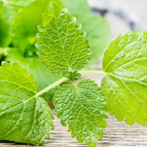 Eden Brothers Lemon Balm Seeds