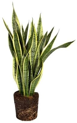 Sanseveria Trifasciata | DECOALIVE | Lengua de Suegra | Planta de Interior | Planta Natural