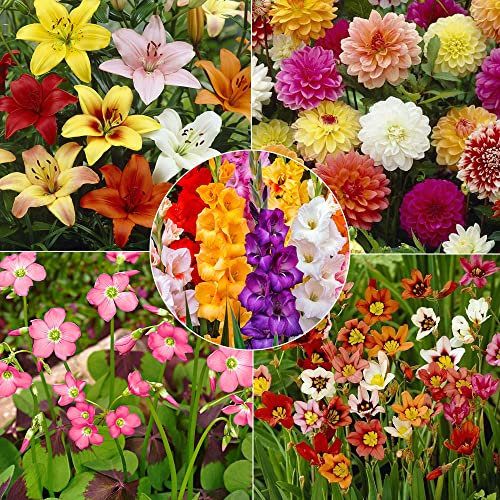 101 x Flower Bulbs -Includes Dahlia Mix, Lilium Mix, Gladiolus Mix, Oxalis Deppei Iron Cross, Sparaxis Tricolour - Summer Blooming Perennials - Add Colour to Any Landscape - for Your Beautiful Garden