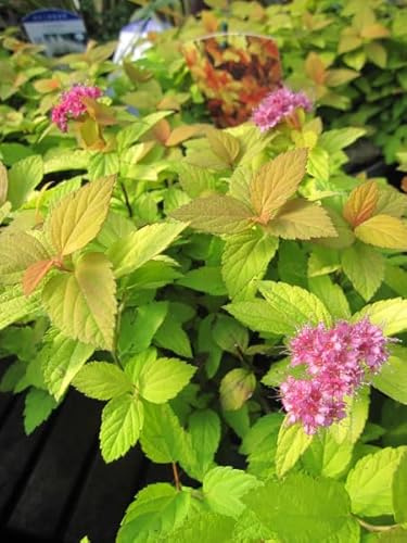 Zwergspiere Magic Carpet Walbuma - Spiraea japonica - 20-30cm