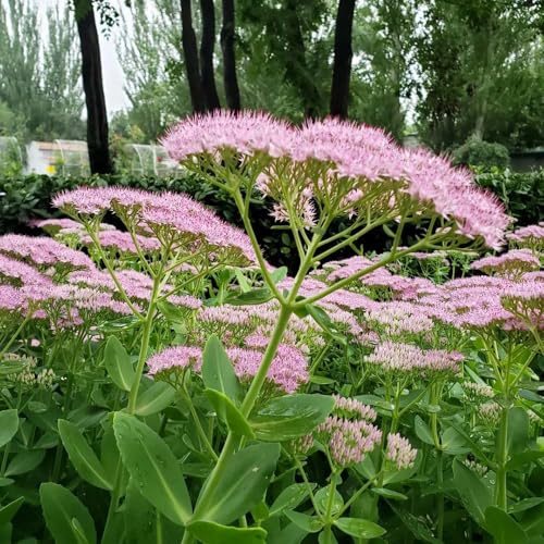 fetthenne gartenpflanzen zimmerpflanzen bodendecker winterhart mehrjährig schattenpflanzen Zierblumen Duftend garden für sonnige plätze Seltene 600samen