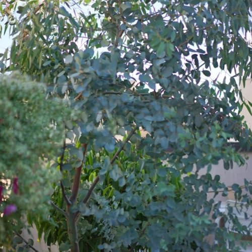 Eukalyptus, immergrüne winterhart balkongewächshäuser alte sorten stauden winterhart mehrjährig luftreinigende zimmerpflanzen 300Samen