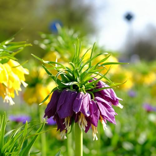 imperiale coronata decorativi resistentes primavera corona imperiale giardino rocce ufficio 12bulbi