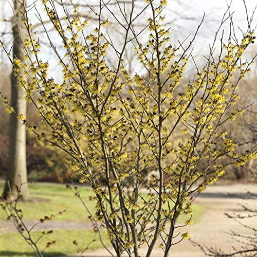 Hamamelis x intermedia 'Arnold Promise' im Topf – Winterhart, Mehrjährig, Pflegeleicht – Zaubernuss – Zierstrauch für Garten & Beet