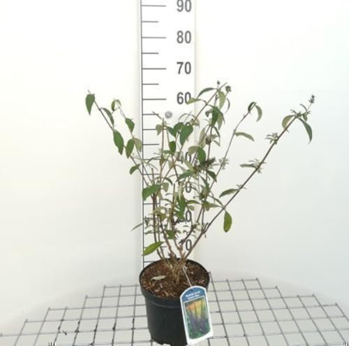 Buddleja dav. 'Empire Blue' - Schmetterlingsstrauch 40-60 cm Container