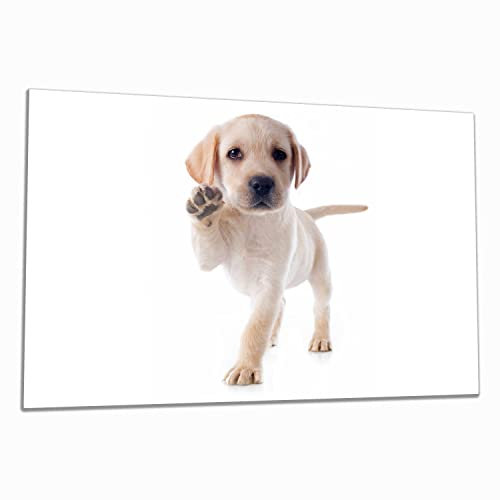 Wallario Herdabdeckplatte/Spritzschutz aus Glas, 1-teilig, 80x52cm mit 8 mm hohen Füßen, für Ceran- und Induktionsherde, Süßer Labrador-Welpe SAGT Hallo