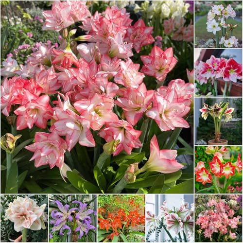 Bulbo di Amaryllis - Bulbi precoci da interno, resistente decorazione da giardino, 6 pezzi
