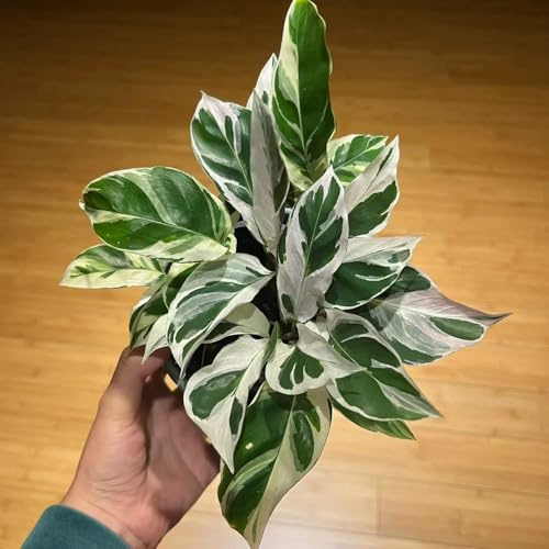 semi di alocasia - soggiorno decorativo tappezzanti resistenti letto balcone esterno giardino rocciose 150pcs