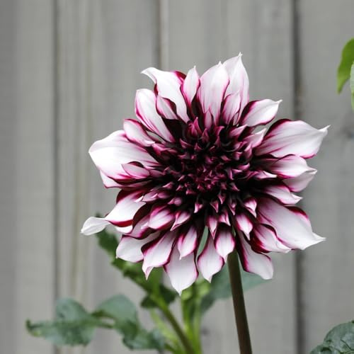 dalia tuberi resistente - esotiche rare balcone 3pcs