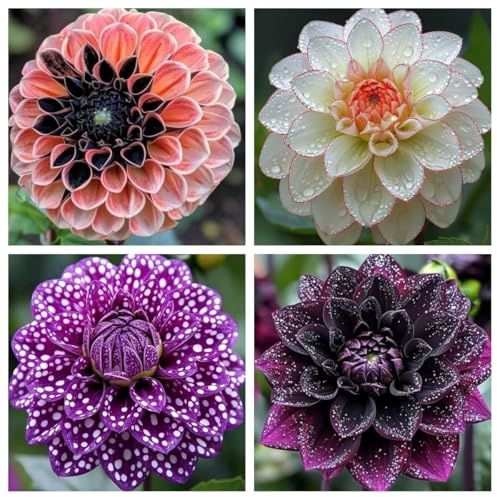 Rizoma de dalia perenne,Decuado para plantar al aire libre, Diseño de paisaje, Plantación Primavera y otoño-6 Rizomas-c