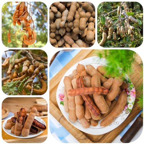 semi di tamarindo fresca, resistenti per balconi di tamarindo, aiuole rialzate da giardino resistenti perenni decorazione 75pcs