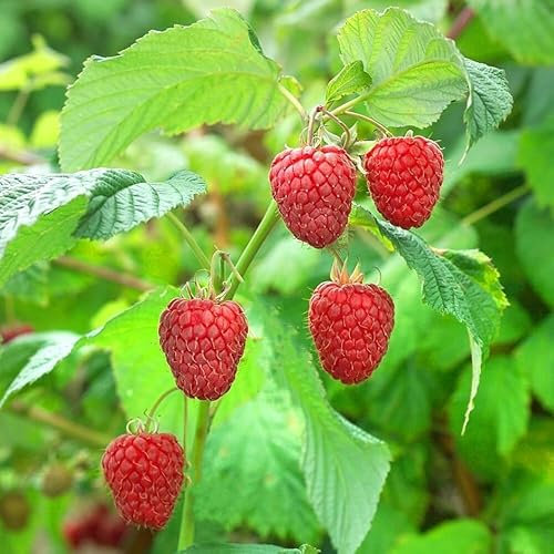 Plant Theory Cane Raspberry Malling Promise Early Summer Fruiting Fruit Bush Rubus 5 x Bare Root