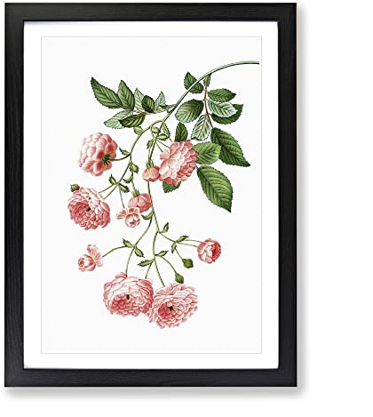 Rambler Roses By Pierre Joseph Redoute Vintage Framed Print | A3 Black Framed Wall Art | Ready to Hang | Classic Nature Picture | Living Room Bedroom Lounge Office