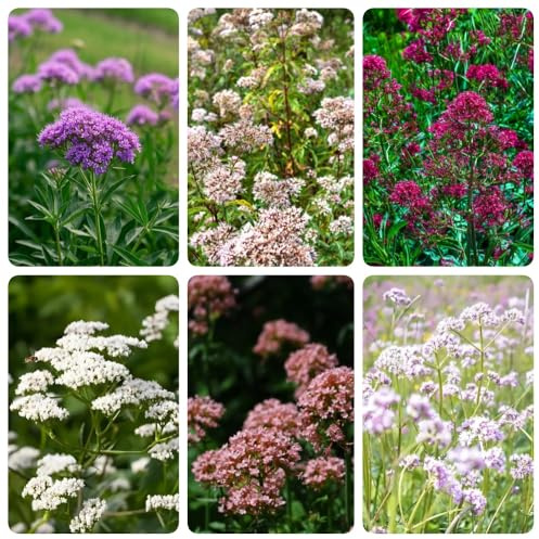 Semi di valeriana biologici, biologici Valeriana officinalis, prodotti sostenibili esotiche semi di rare da giardino giardino aromatiche 250pcs