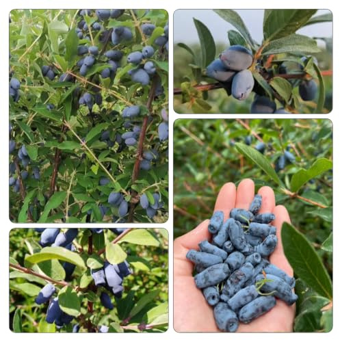 mirtillo siberiano - giardini rocciosi di organico Aiuole rialzate 60semi