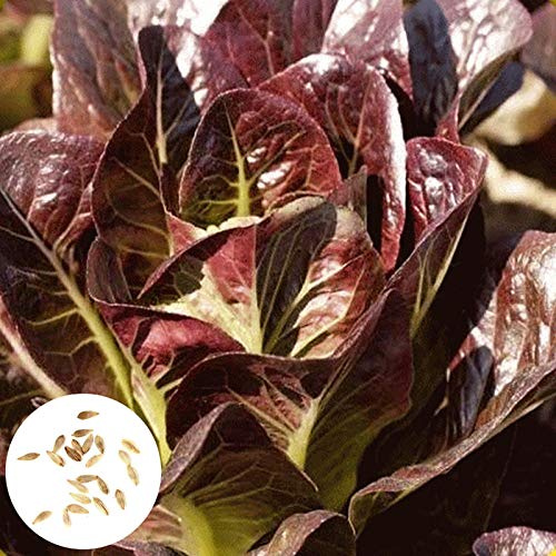 Benoon Semillas De Lechuga Roja, 500 Piezas/Bolsa Semillas De Lechuga Roja DIY Planta De Jardín Deliciosa Nutritiva Semillas De Lechuga Romana Roja Para Exteriores Semillas de lechuga roja