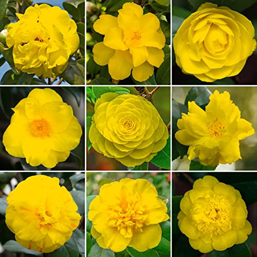 Yellow Camellia Shrub | Vibrant Evergreen Potted Outdoor Garden Ready Plant (20-30cm Incl. Pot)