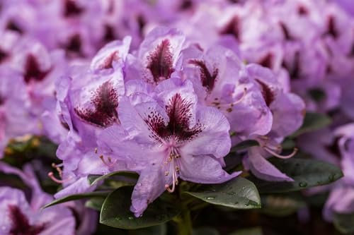 Rhododendron Hybr. 'Metallica' 60-70 cm - Rhododendron, violette Blüten, Blütezeit Mai-Juni, ideal für schattige Gärten, immergrün, winterhart