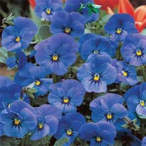Nuovo! 30 + graines/paquet Viola Cornuta Admiration graines de fleurs bleues/ombre Perenne
