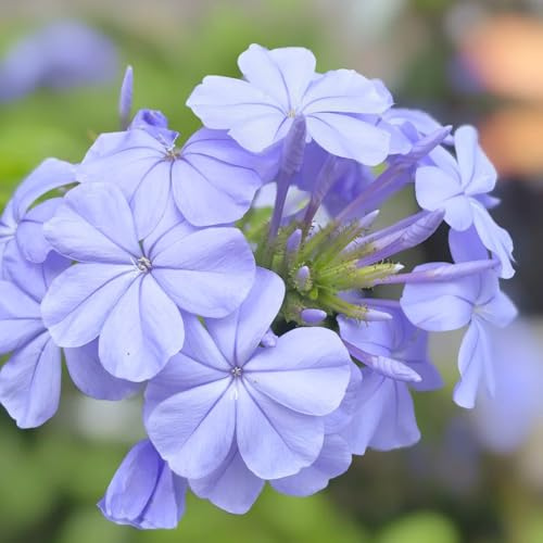 semillas de tallo de plumbago, Decoración jardín para exteriores silvestres perennes Invernadero 55pcs