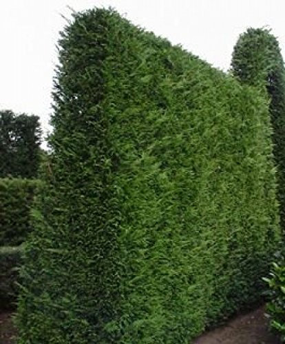 Mueller Muenchehof Pflanzen GmbH Thuja Lebensbaum Wurzelware im 10er Bündel